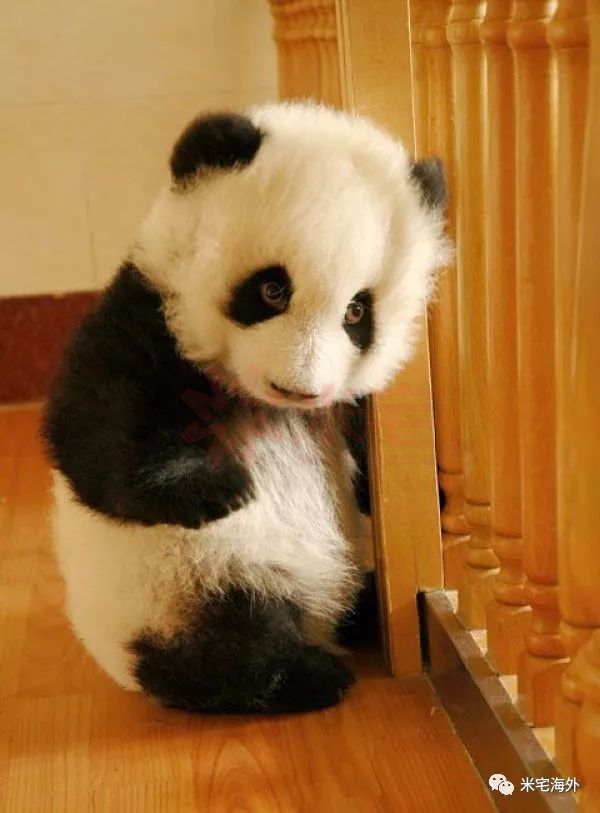 动物界的文成公主你所不知道的熊猫外交