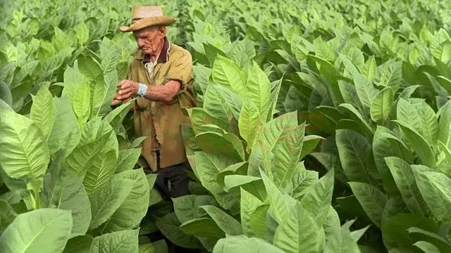 古巴优质烟叶
