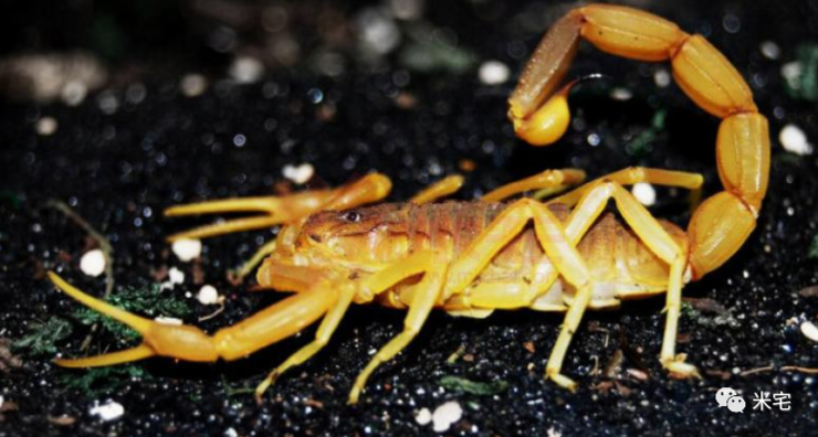 黑中介堪比毒蝎:私吞首付款!一房三骗!撕封条擅卖法拍房!