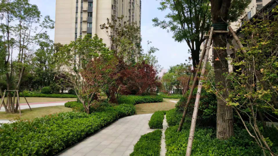 小区景观树阵,两排银杏树位列两边. 要承认,绿化景观投入成本把控较